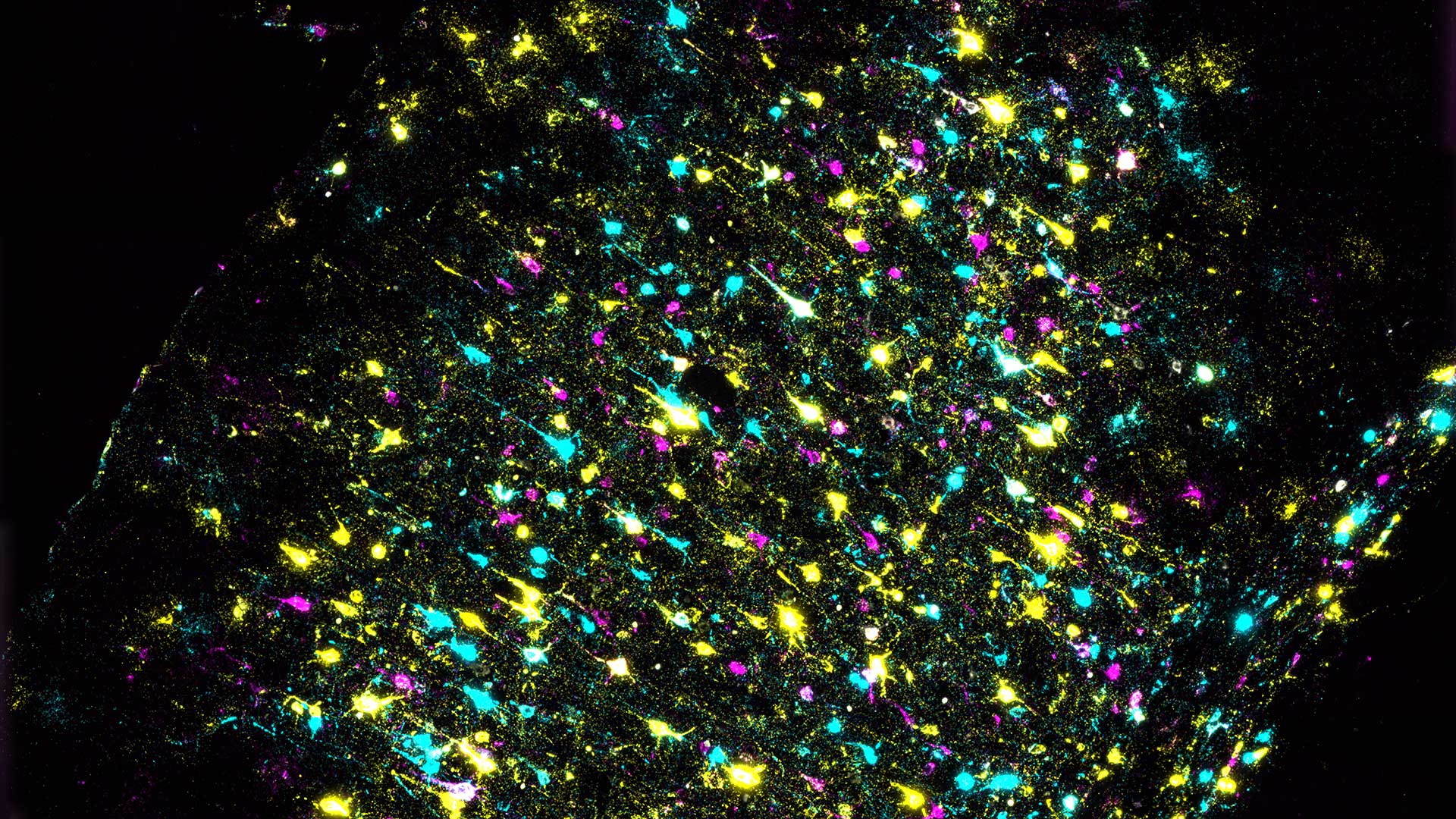 image of barcoded neurons