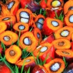 photo of fruits from the oil palm tree