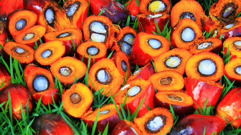 photo of fruits from the oil palm tree