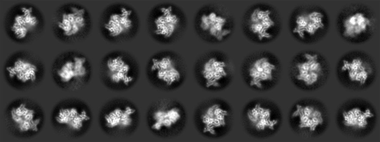 photo of ORC complexes in different orientations