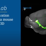 still image from mouse brain in 3D video
