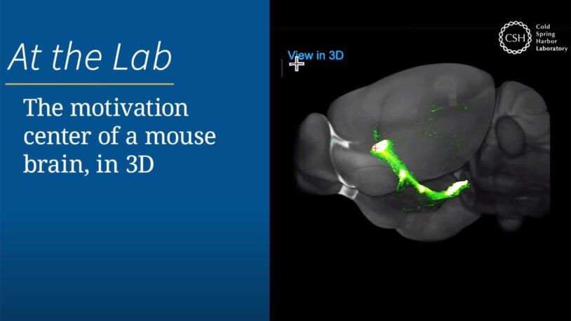 still image from mouse brain in 3D video