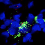 image of a fibroblastic reticular cell