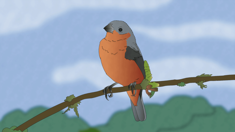 illustration of a South American capuchino seedeater