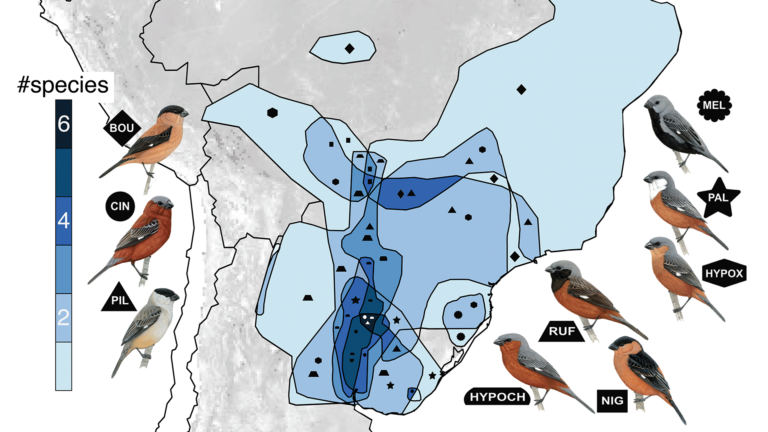 illustration of South American capuchino territory map