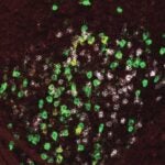 image of mouse amygdala