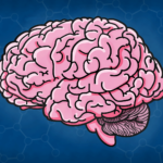 illustration of a human brain in profile
