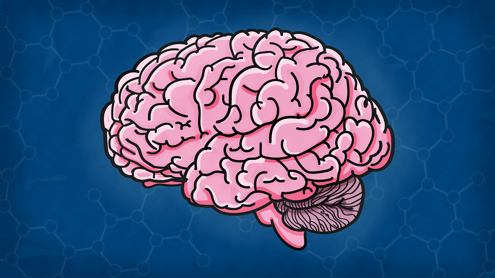 illustration of a human brain in profile