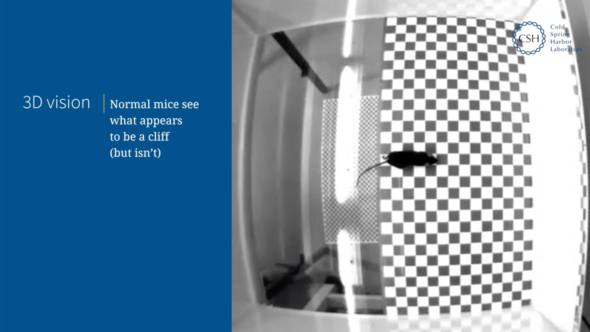 Mice with too many chandelier cells lack depth perception Cold Spring