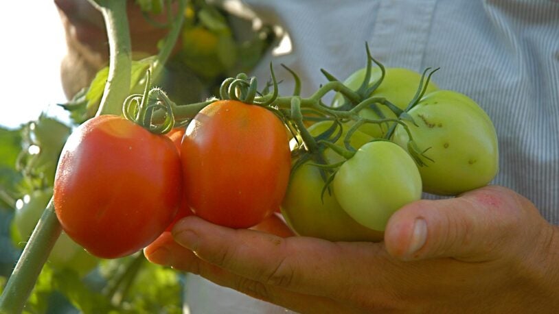 photo of Zach Lippmans hand holding tomatoes