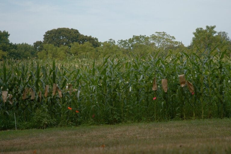 photo of Uplands Farm corn field