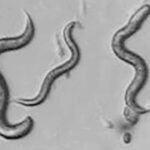 microscopic photo of c. elegans worms
