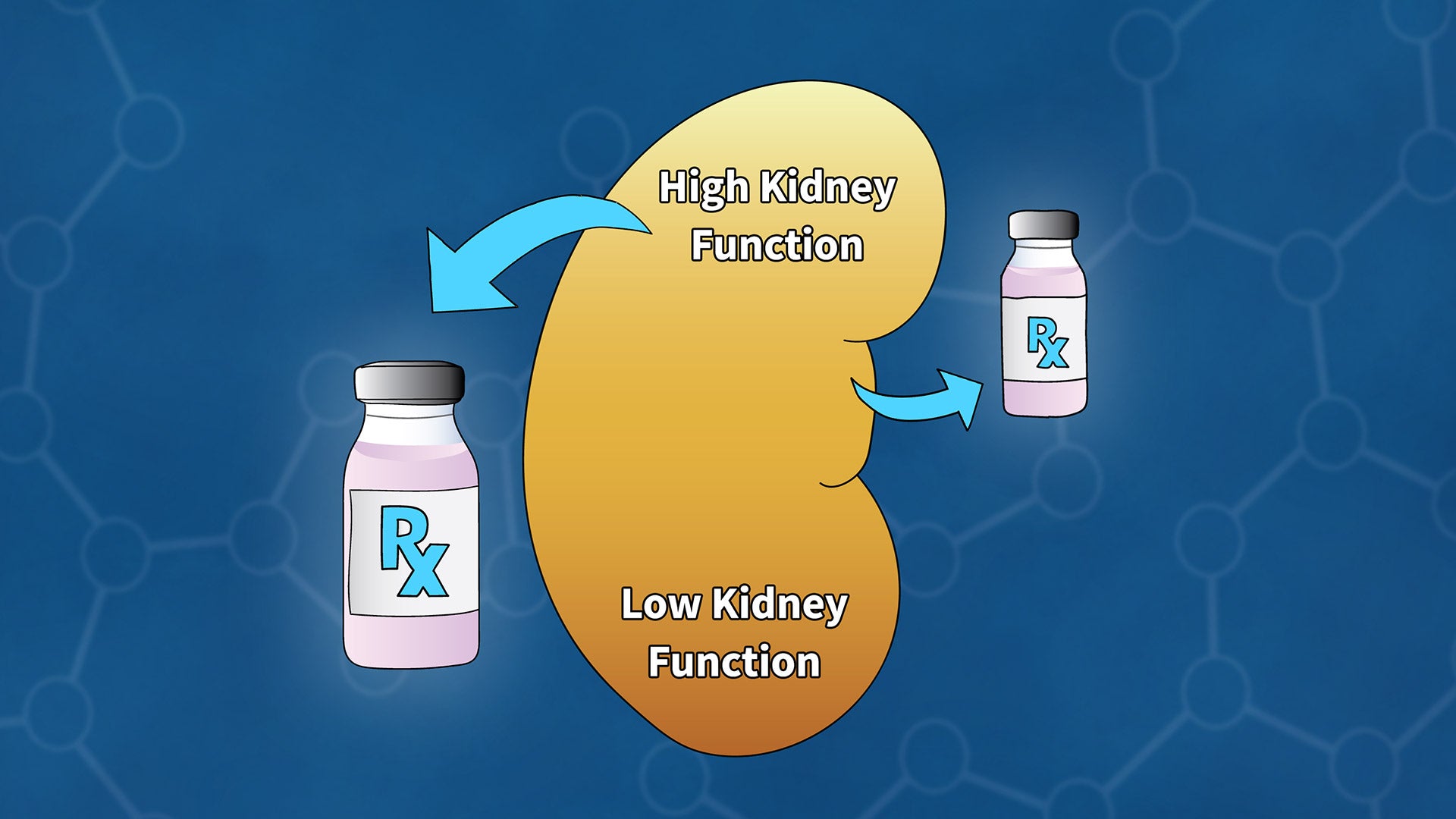 illustration of a kidney and drug bottles