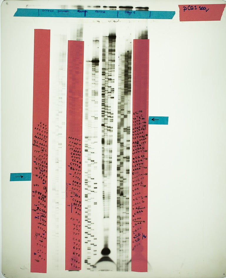 photo of DNA x-ray