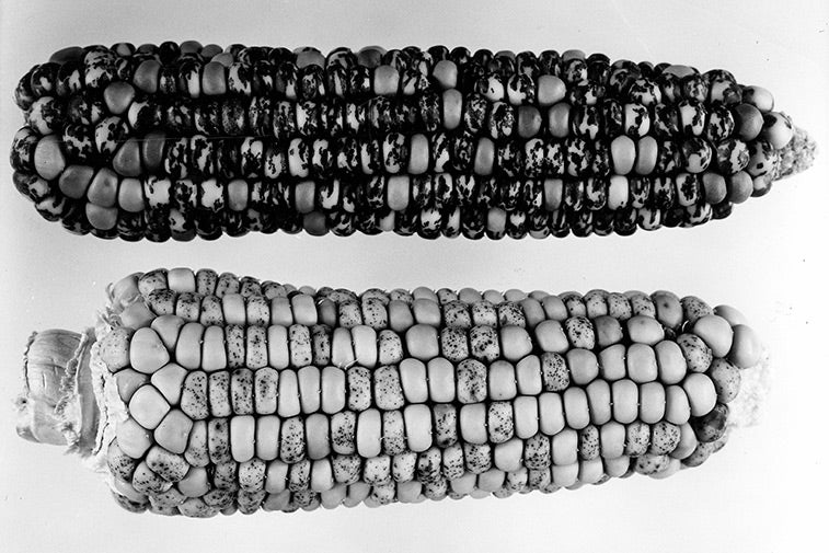 photo of maize