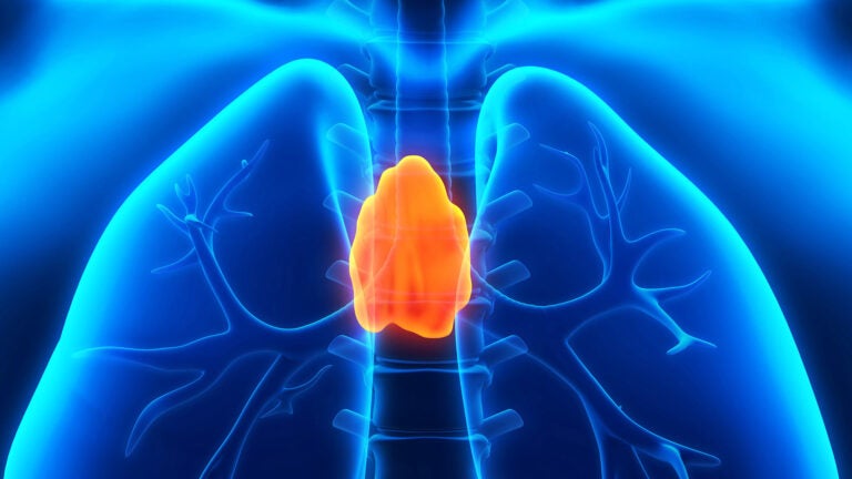 illustration of the human thymus gland in a body