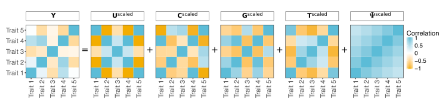image of graphical representation of trait correlations