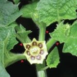 photo of a groundcherry stem and flower