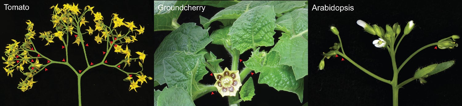 photos of a flowering tomato stem, flowering groundcherry stem, and flowering arabidopsis stem
