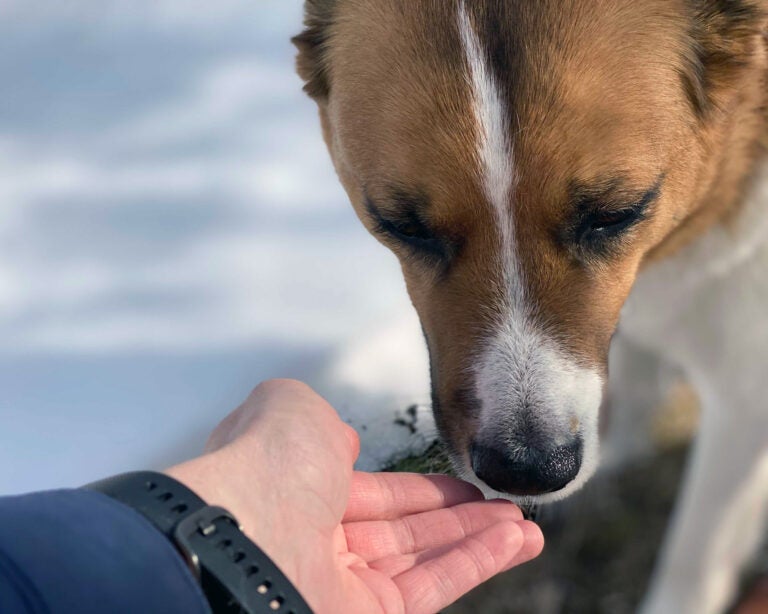 photo of a dog sniffing a human hand