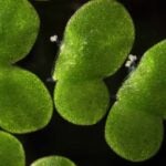 photo of duckweed