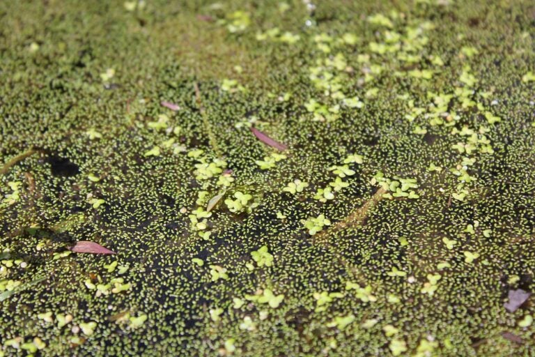 photo of duckweed in a pond