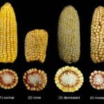 photo of four ears of corn with different amounts of kernels