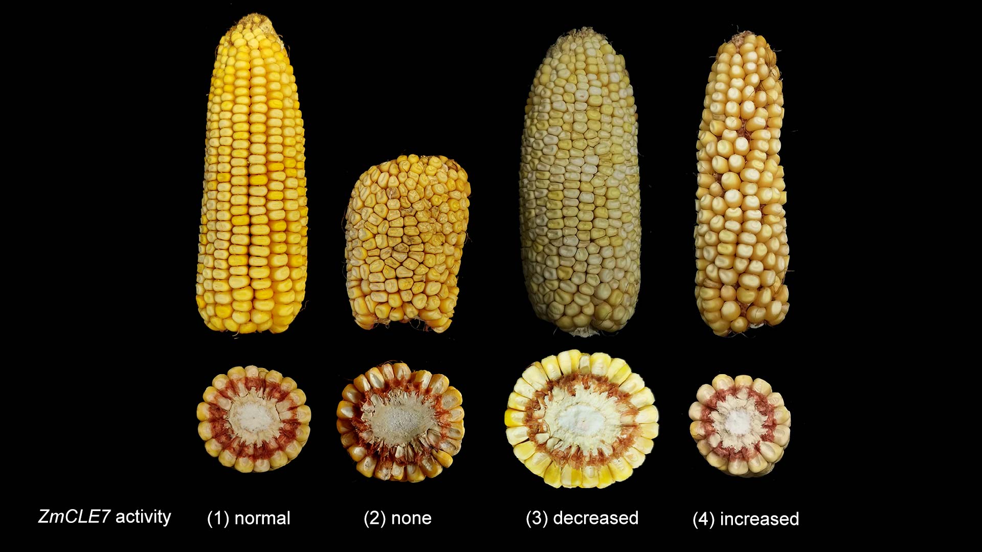 photo of four ears of corn with different amounts of kernels