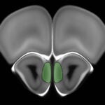 electron microscopic image of a mouse brain odor processing center