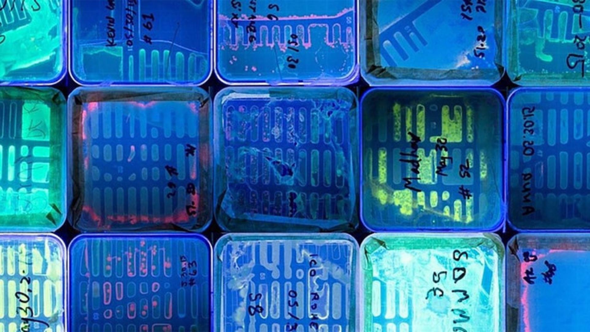 Photograph of several glowing agar plates arranged to look like Manhattan
