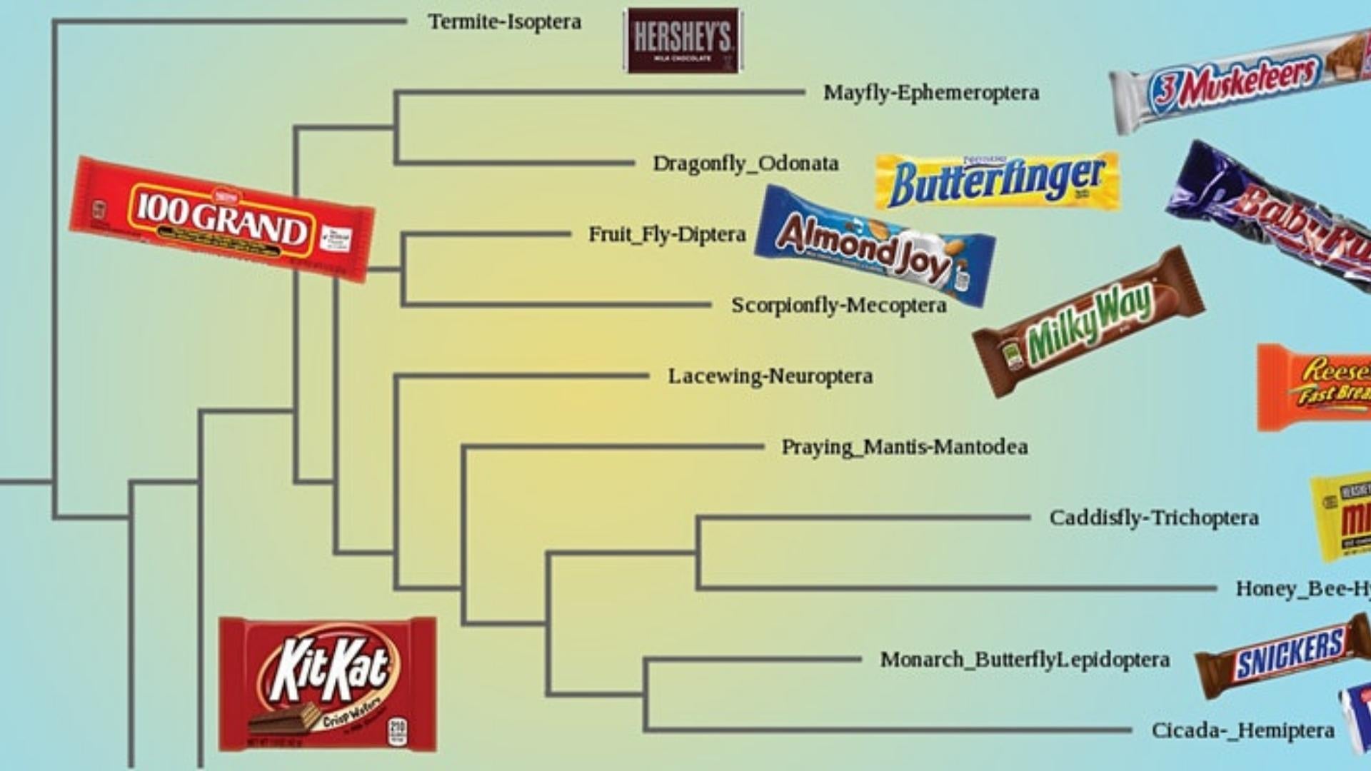 Phylogenetic tree diagram with candy bars