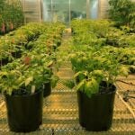 photo of the inside of the CSHL greenhouse with tomato plants