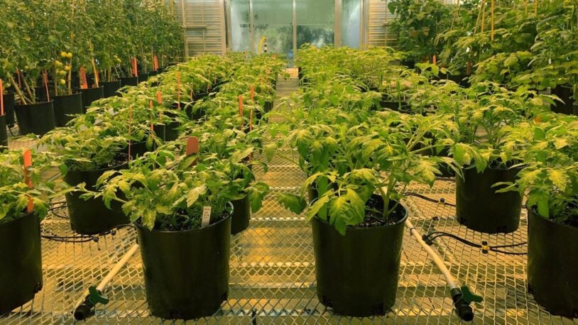 photo of the inside of the CSHL greenhouse with tomato plants