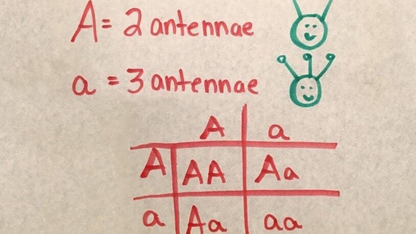 Drawing of punnett square
