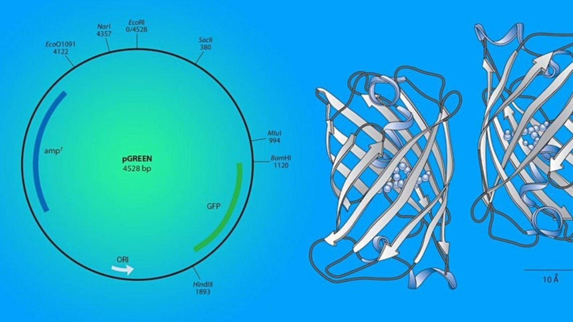 diagram of plate with proteins