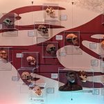 photo of various hominid skulls on a display