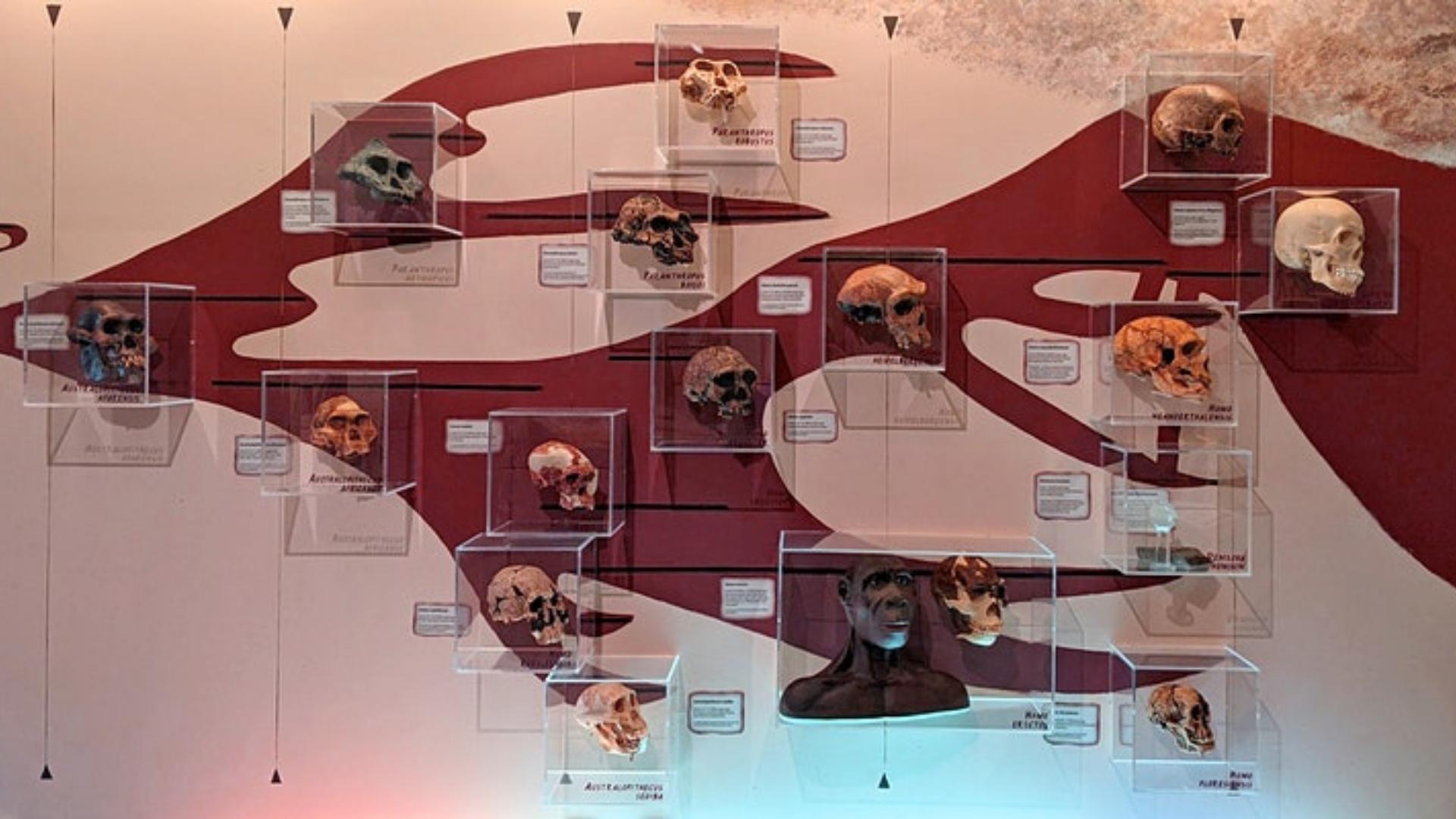 photo of various hominid skulls on a display
