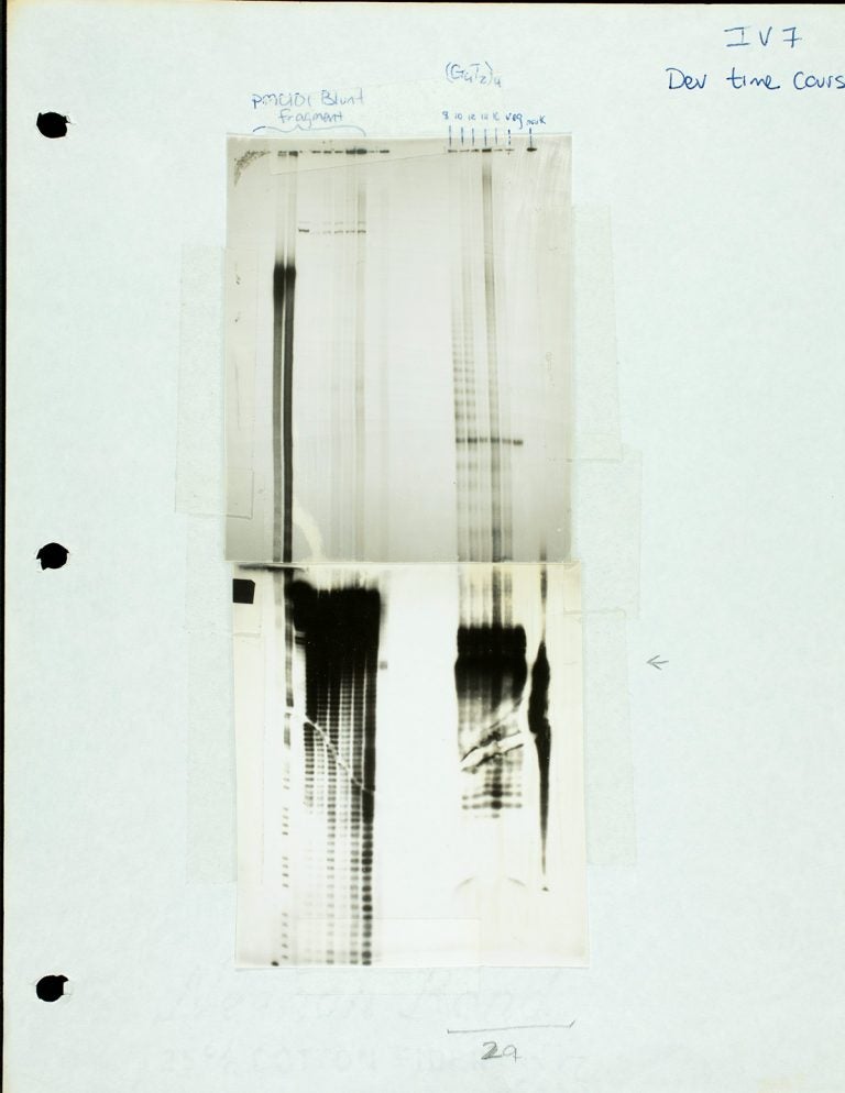 scan of Carol Greiders lab notebook with telomerase proteins