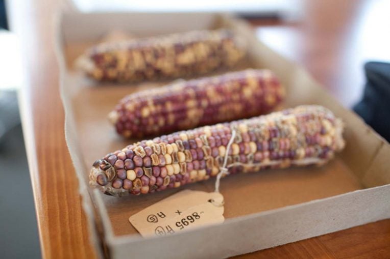 photo of Barbara McClintocks transposon corn