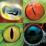 Photo collage of eight different animal eyes