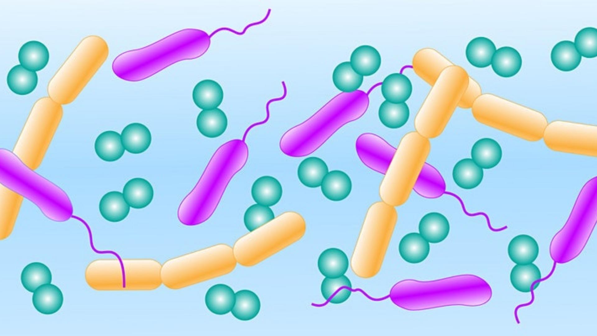 diagram of microbes