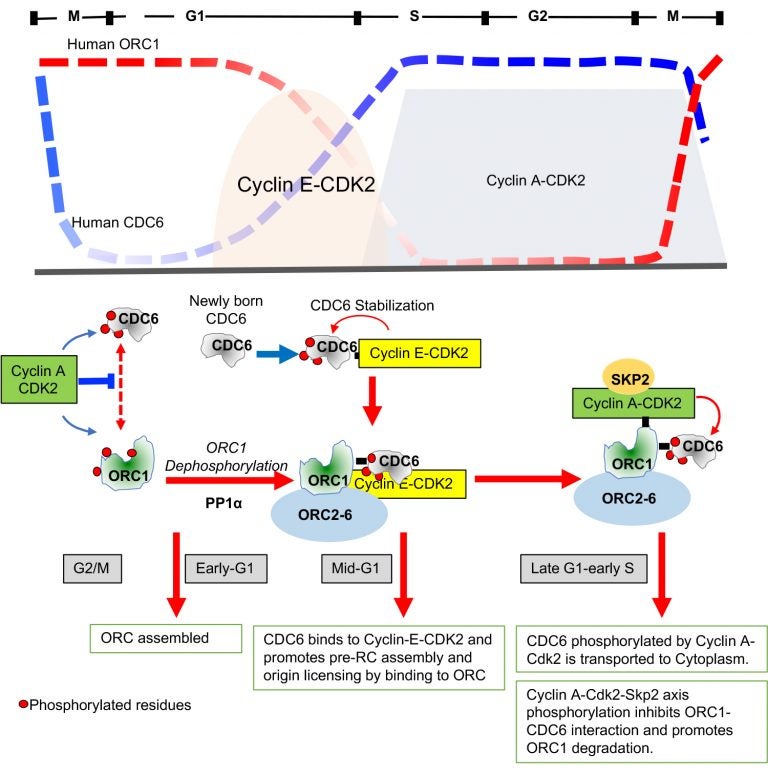 illustration of gene replication feedback loops