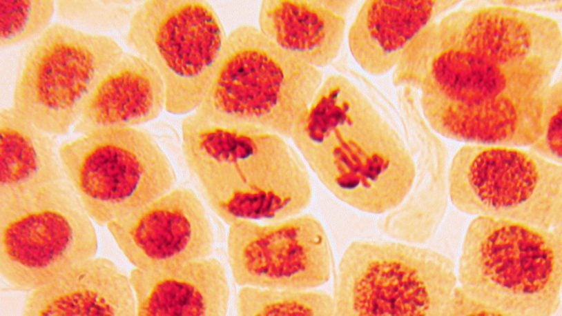 image of cells dividing
