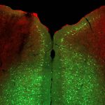 image of a slice of mouse brain
