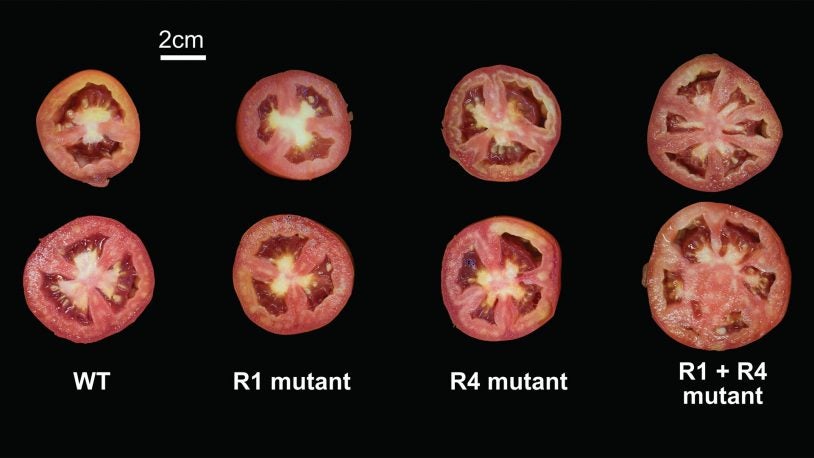 photo of tomato slices