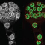 photo of Arabidopsis thaliana plant embryos