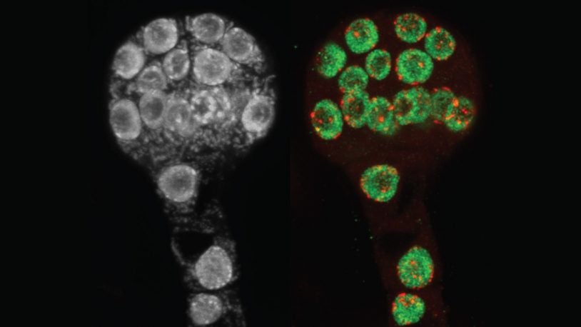 photo of Arabidopsis thaliana plant embryos