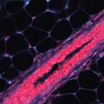 photo of mouse breast cells