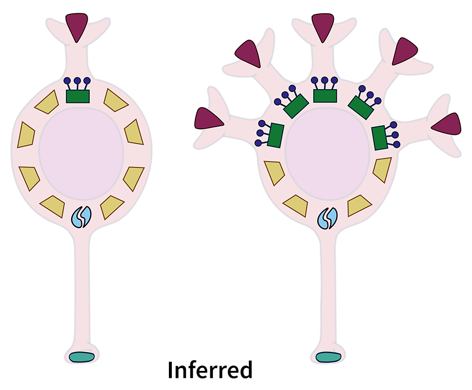 illustration of brain cells