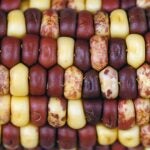 photo of Barbara McClintocks transposon corn